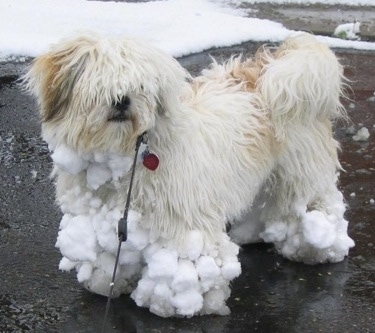 A tan with white Lhasa Apso is standing on a black top with snowballs stuck to its legs and feet.