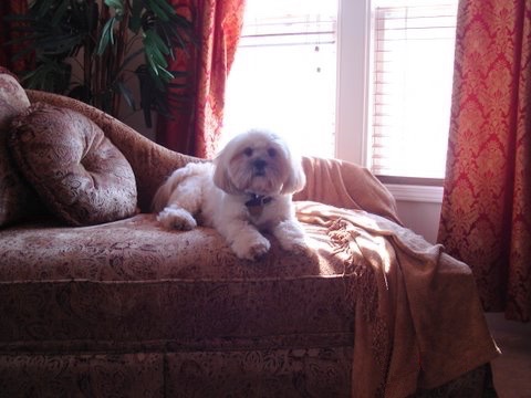 A white with tan Lhasa Apso is laying on a fancy maroon couch in front of a sunny window.