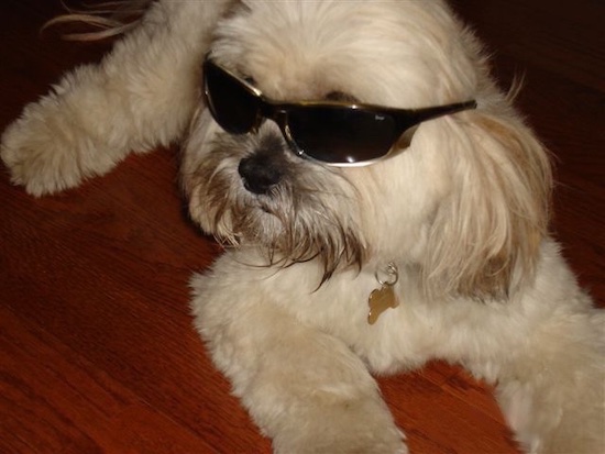 Close up - A white with tan Lhasa Apso is laying on a hardwood floor wearing sunglasses and looking to the left.