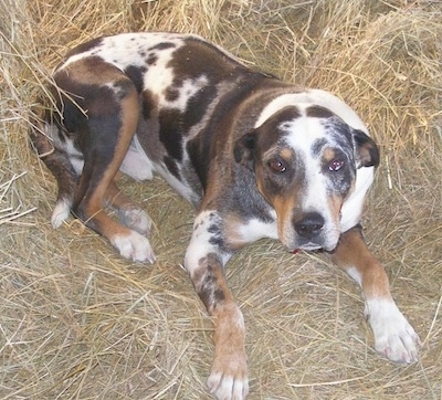 Bush the Louisiana Catahoula Leopard Dog is laying in hay and looking at the camera holder