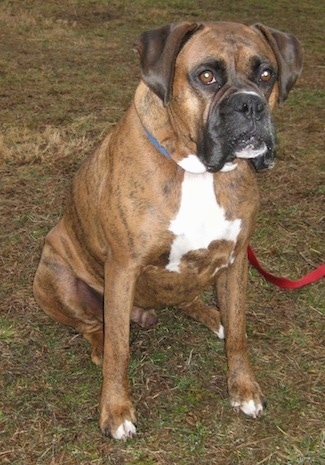 Bruno, a brown brindle Boxer sitting in grass