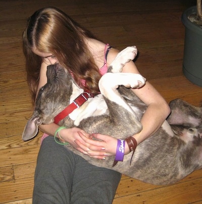 A blue-nose brindle Pit Bull Terrier is laying belly up in the lap of a teenager licking her face.