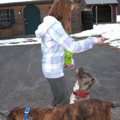 A blue-nose brindle Pit Bull Terrier is sitting on a blacktop with a lady holding a treat bag in front of him and a brown brindle with white Boxer is walking in front of them.