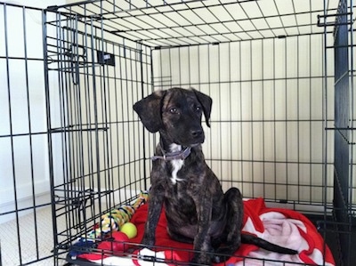 A small, smooth coated, drop eared, black brindle with white mixed breed puppy is sitting on a red blanket inside of a dog crate and there is a tennis ball next to it. It is looking to the right.