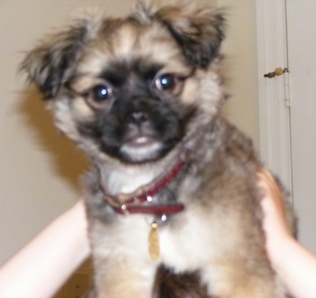 Close up - A brown with white and black Malti-Pug dog is being held in the air by a person's hands.