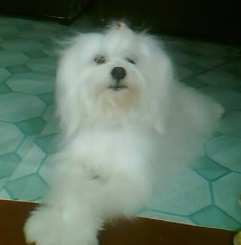 A longhaired, fluffy, muppet-looking, white Maltichon dog is laying on a green linoleum floor looking up and to the right with its front paw in the air.