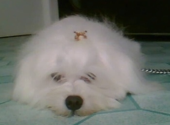View from the front - A longhaired, fluffy, white Maltichon dog is laying down on a green linoleum floor with a gold bow in its top knot. Some of its hair is partly covering its front eyes.