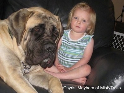 A tan with black English Mastiff is laying on a black leather couch and there is a blonde haired child next to it. The dog is huge compared to the child.
