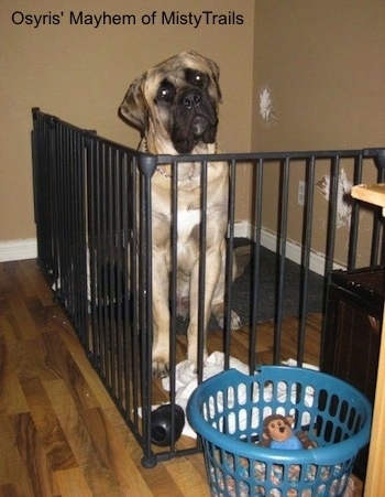 A tan with black English Mastiff is sitting behind a black medal gate on top of a dog bed. the dogs neck is above the top of the gate and its head is tilted to the left. There is a plastic blue laundry basket with a monkey plush toy inside of it in front of the gate. The tan wall has damage on the drywall inside of the gated area.