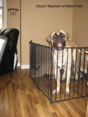 A tan with black English Mastiff dog is standing on a hardwood floor inside of a living room behind a black medal gate. Its head is above the level of the gate. The dog's mouth is open. There is a tan wall behind it.