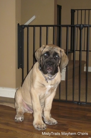 A tan with black English Mastiff puppy is sitting in front of a black medal gate that is a few feet taller than the dog on a hardwood floor inside of a living room looking forward. There is a tan wall behind it.