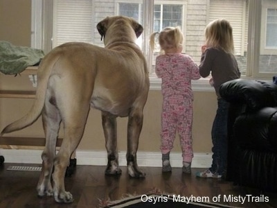 One extra large Mastiff dog and two small blonde-haired kids are standing on a hardwood floor looking out of a livingroom window. The dog is taller than the kids.