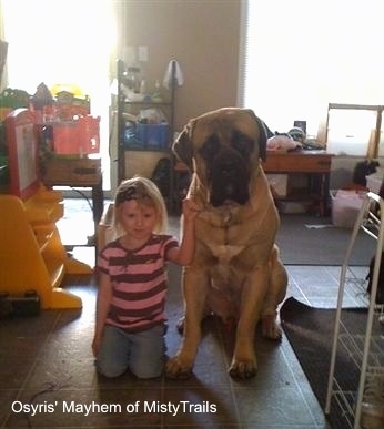 A tan with black English mastiff is sitting on a tiled floor next to a blonde-haired girl in a pink shirt wearing a black headband.