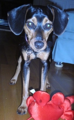 A black and tan Meagle is standing on a hardwood floor in front of a clue couch in a house in front of a red plush elephant toy.