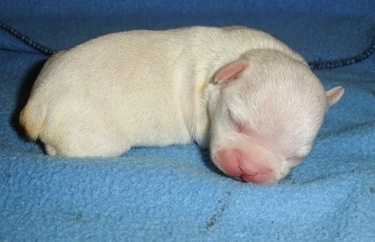 Close Up Right profile - A newborn white French Bulldog / Chihuahua mix puppy is laying on a blue blanket