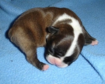 Close Up - A brown with white and black newborn French Bulldog / Chihuahua mix  puppy is curled in a ball on a blue blanket