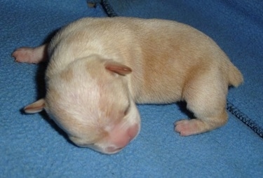 Close Up - A tan newborn French Bulldog / Chihuahua mix puppy is laying on a blue blanket