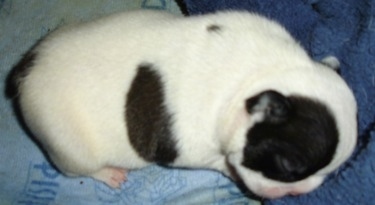 Close Up Right Profile - A black and white newborn French Bulldog / Chihuahua mix puppy is laying on a blue blanket