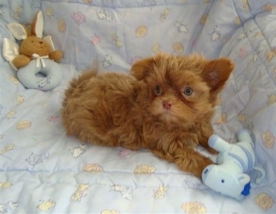 A wide-eyed brown Mi-ki puppy is laying on a recliner chair covered in a baby blue blanket. There is a baby-blue zebra plush toy in front of it and a brown and baby- blue rabbit plush toy in the corner behind it.