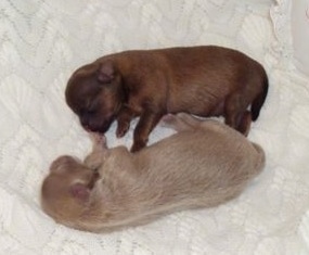 A tan Mi-ki puppy and a brown Mi-ki puppy are laying on their sides belly to belly on a white knit blanket.