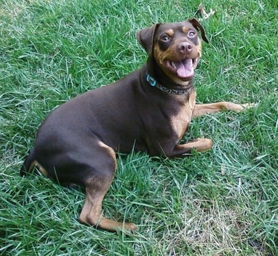 A brown and tan Miniature Pinscher is laying in grass. It is looking up and its mouth is open and tongue is out. It has un-cropped ears that hang over to the sides.
