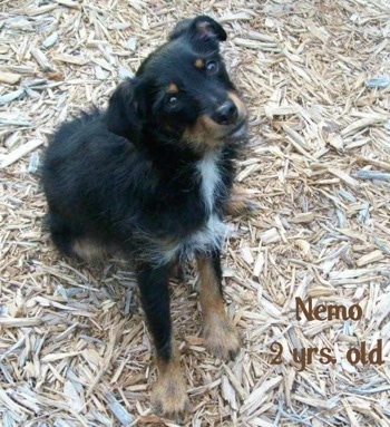 A black and tan and white Mini Australian Shepterrier mix breed dog is sitting in wood chips. It is looking up and its head is tilted to the left. The words 'Nemo 2yrs old' are overlayed
