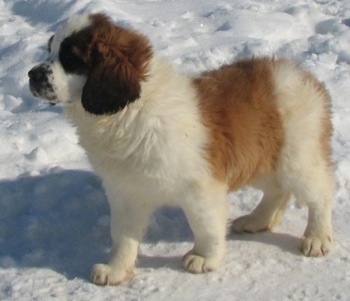 Left Profile - A brown with white and black Nehi Saint Bernard puppy is standing in snow looking forward.