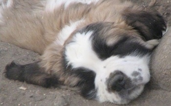 Close up - head and upper body shot - A brown with white and black Nehi Saint Bernard puppy is sleeping on dirt with its head on a rock.