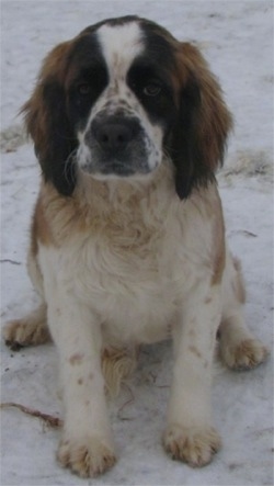 A white and brown with black ticked Miniature Saint Bernard is sitting in snow and looking forward.