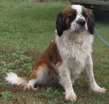 Front view - A white and brown with black Miniature Saint Bernard is sitting in grass and there is a car behind it.