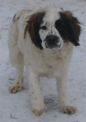 View from the front - A white with brown and black Miniature Saint Bernard is standing in snow and looking forward.