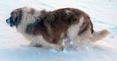 Left Profile action shot - A brown with white and black Nehi Saint Bernard dog is running across snow.