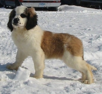 Side view - A brown and white with black Nehi Saint Bernard puppy is standing in snow and looking to the left of its body.