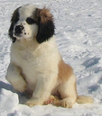 Front view - A brown and white with black Nehi Saint Bernard puppy is sitting outside in snow holding up its right paw.