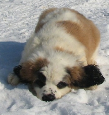A brown and white with black Nehi Saint Bernard puppy is laying down in snow.