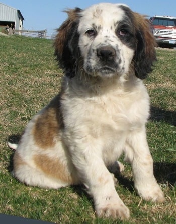 Close up view from the front - A brown and white with black Nehi Saint Bernard puppy is sitting in grass and looking forward. There is a truck and a barn in the background behind it.