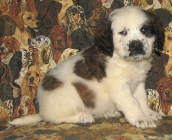 A white with brown and black Nehi Saint Bernard puppy is sitting on a couch that has dogs printed all over it. It is looking forward.