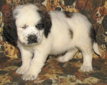 A white with brown and black Nehi Saint Bernard puppy is standing on a couch that has dogs printed all over it.