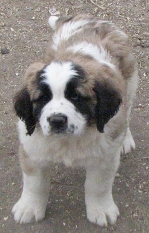 Front view from the top looking down - A brown with white and black Nehi Saint Bernard puppy is standing in dirt looking up.
