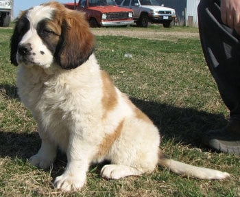 A brown with white and black Nehi Saint Bernard puppy is sitting in grass. There is a person kneeling behind it and old trucks in the distance next to a building.