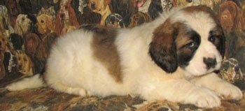 A white with brown and black Nehi Saint Bernard is laying on a couch that has dogs printed all over it.