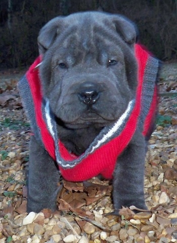 A wrinkly, dark grey Miniature Shar-Pei is standing in a very small pile of leaves. It is wearing a red, gray and white sweater.