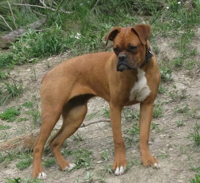 A brown with white Miniature Boxer is standing up a hill in patchy grass and it is looking to the left of its body
