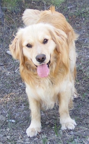 A happy looking panting Miniature Golden Retriever is standing in dirt and looking forward.
