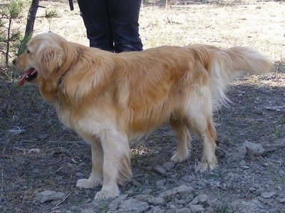 A Miniature Golden Retriever is standing in dirt and looking to the left. Its mouth is open and tongue is out. There is a person behind it.