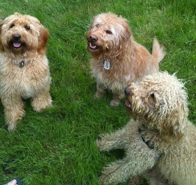 View from the top looking down - Three wavy long-coated Miniature Labradoodles are sitting in grass and looking up with their mouths open and tongues out