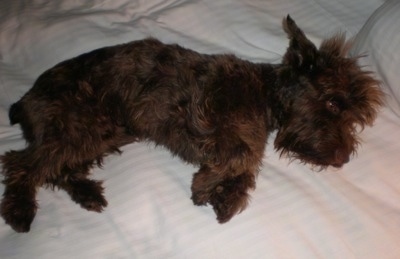 A brown Miniature Schnauzer is laying on its left side on a white human's bed with its eyes open.