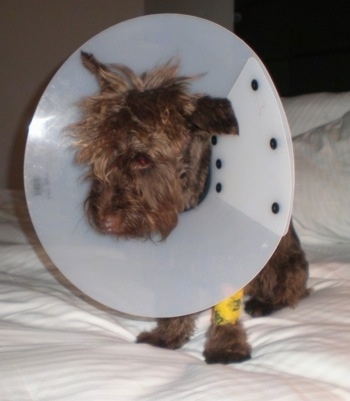 A brown Miniature Schnauzer dog is sitting on a human's bed and it has a white cone around its neck and a yellow bandage on its front paw. It is looking down.