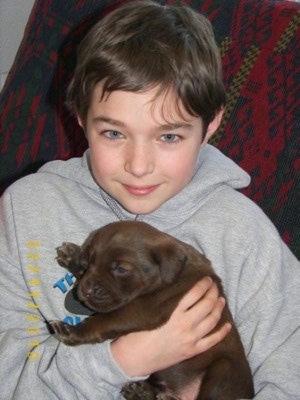 A small chocolate Labrador mix puppy is being held in the arms of a smiling boy who is wearing a gray sweatshirt.