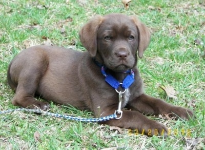 Front side view - A chocolate Labrador mix breed puppy is wearing a blue collar and a blue and white leash laying outside in grass looking forward.